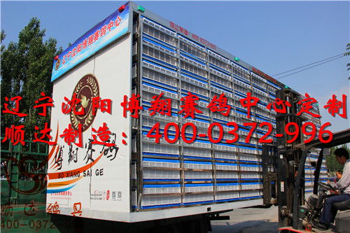 辽宁沈阳博翔赛鸽中心定制 训放笼 赛鸽集装箱 欧式放飞笼产品展示