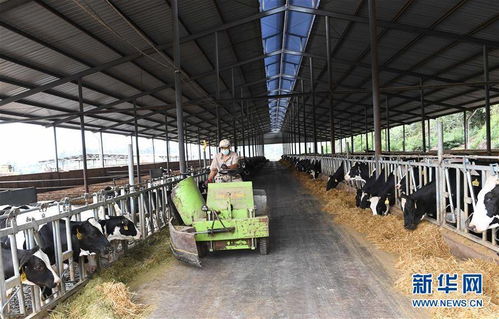 云南寻甸 奶牛养殖助农民脱贫增收