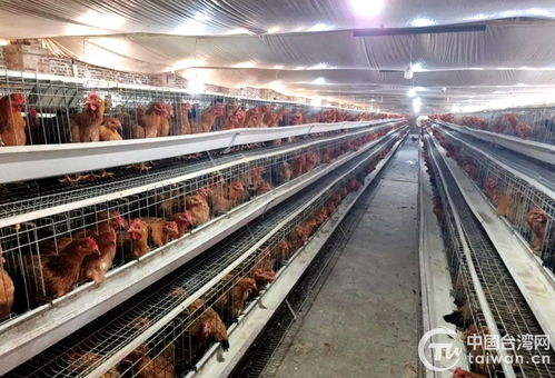 半天改接好变压器 广西陆川县台办解台商燃眉之急